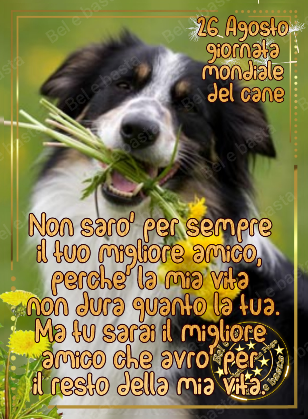 Immagini per la Giornata Mondiale del Cane Buongiorno.gratis