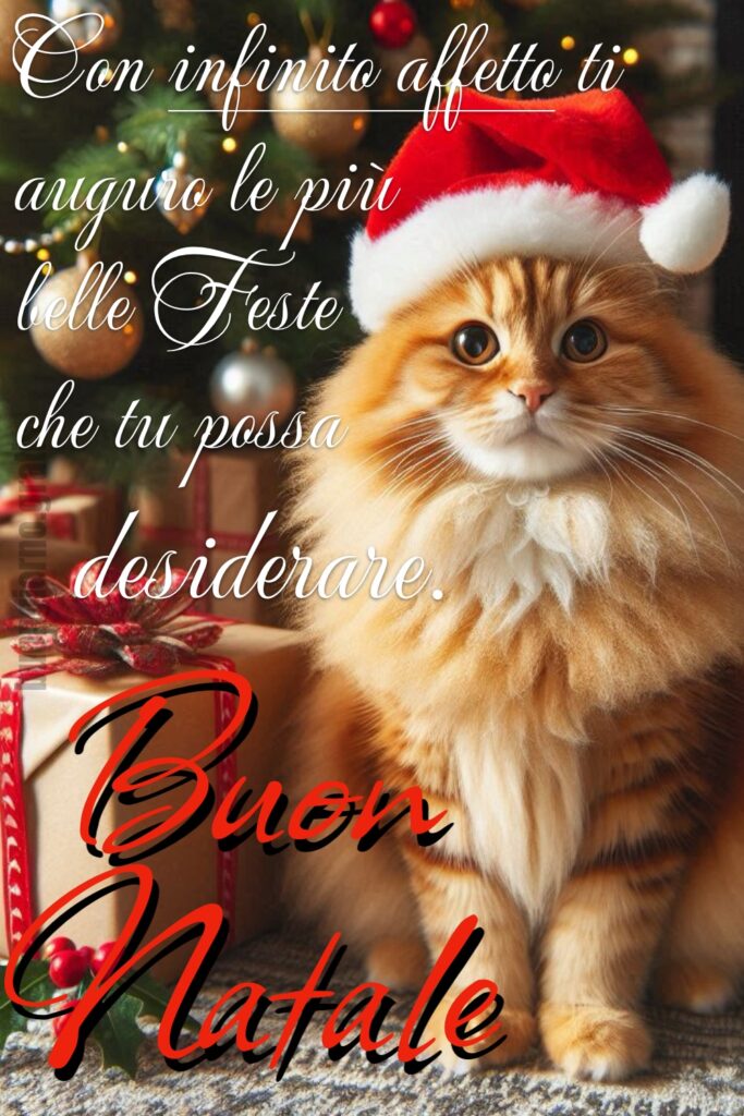 Gli auguri di buon natale virtuali, con un gattino simpatico che indossa il classico cappellino rosso e bianco di Babbo Natale!